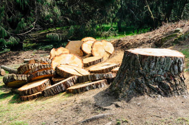 Best Utility Line Clearance  in North Sioux City, SD